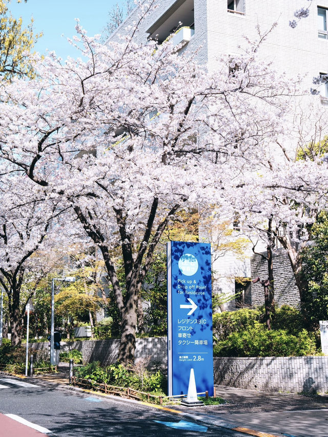 Roppongi's Hidden Gem: The Prettiest Cherry Blossom Street in Tokyo