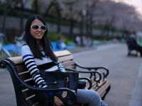 Cherry Blossom Dreams at Osaka Castle Park