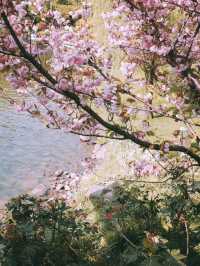 🌸 Spring Family Outing: Healing Vibes at Xujiahui Park 🌸
