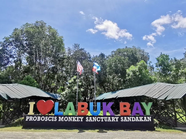🐒 Proboscis Monkey Party at Labuk Bay: Big Noses & Jungle Vibes! 🌿