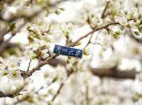  “Campus in Bloom: The Cherry Blossom Charm of Shanzhou University”