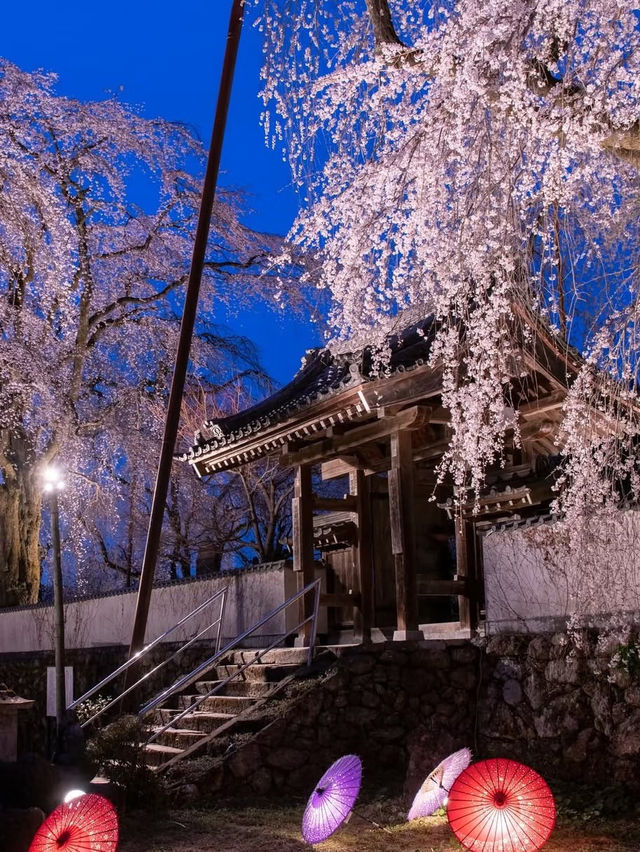 Ancient Elegance: The Weeping Sakura of Seiunji Temple