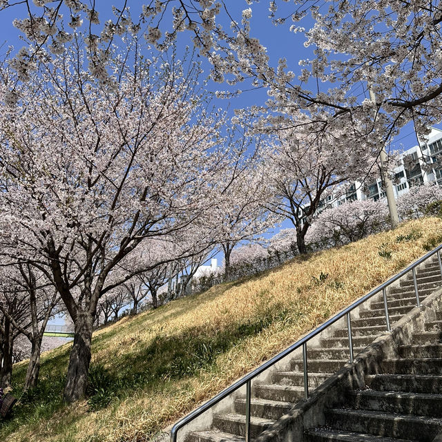 밀양 벚꽃놀이🌸