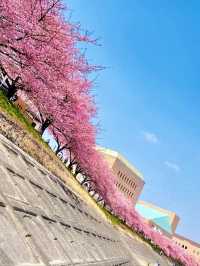 Okazaki Oto River Aoi Sakura | Aichi's Secret Blue Cherry Blossoms