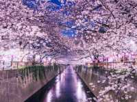 🌸 Urban Sakura Oasis: Cherry Blossoms & Chic Vibes at Izumi Garden Terrace 🌸