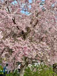 Petals in the Sky: Love and Blossoms at Tenjozan Park