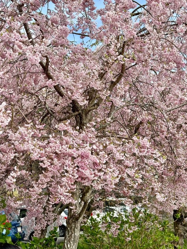 Petals in the Sky: Love and Blossoms at Tenjozan Park