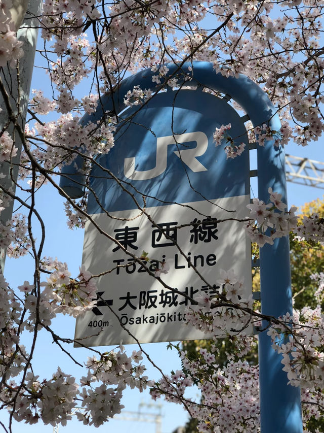 Kansai has the best Sakura 🌸 