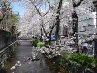 🌸 "Takasegawa River: Kyoto’s Hidden Cherry Blossom Canal You’ve Been Missing" 🌸