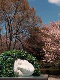 Sculptures in Bloom: Springtime at Hakone Open-Air Museum