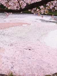 Pink Dreams on the Water: Cherry Blossoms at Hirosaki Park