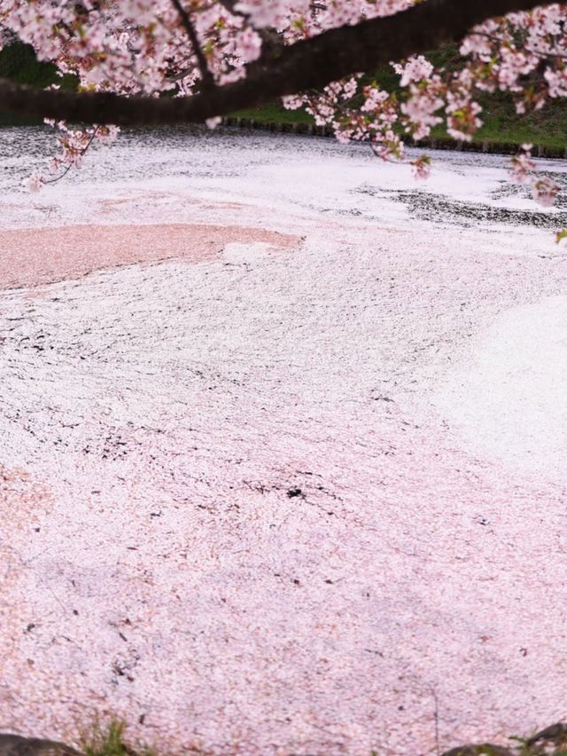 Pink Dreams on the Water: Cherry Blossoms at Hirosaki Park