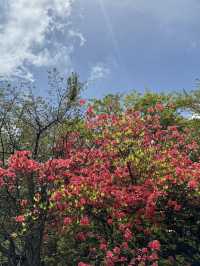 Hakone in April