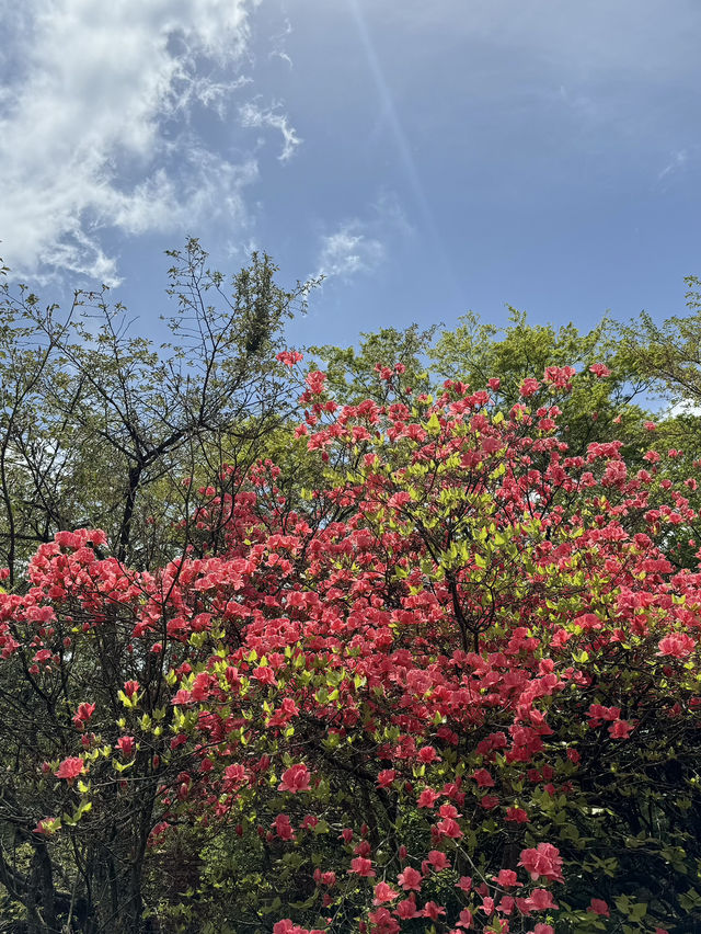 Hakone in April