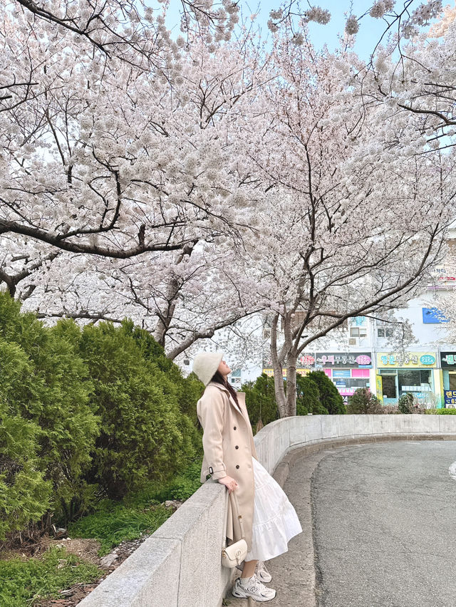 Springtime Magic in Nanchuan-dong: Cherry Blossom Delight