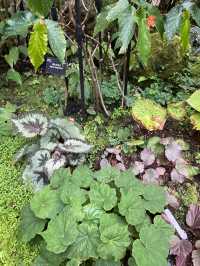 深圳仙湖植物園陰生園有藝術品？！但陰生園在那兒？
