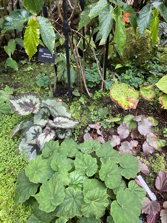 深圳仙湖植物園陰生園有藝術品？！但陰生園在那兒？