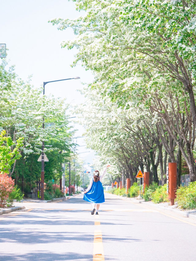 축제기간 한정 오픈되는 이팝나무 기찻길💚