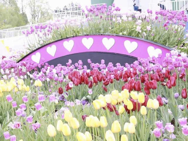 Tonami Tulip Park 