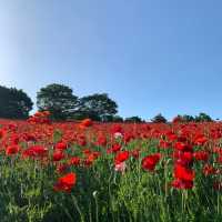 A Stunning Seasonal Escape at Showa Memorial Park