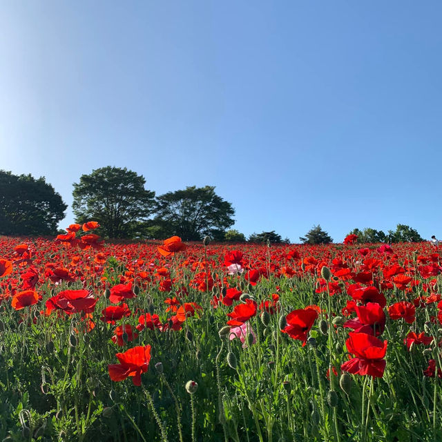 A Stunning Seasonal Escape at Showa Memorial Park