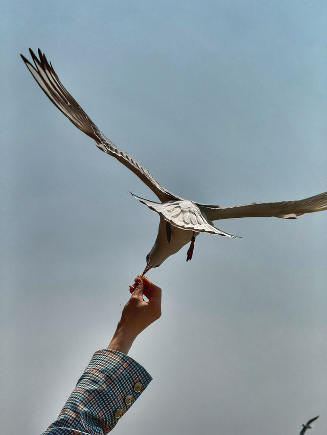 Wings Over Water: A Calm Spring Morning at Haigeng Park