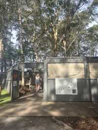 ポートマッコーリーのKoala Hospital 🐨💚
