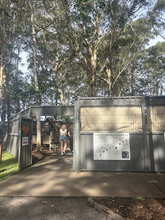 ポートマッコーリーのKoala Hospital 🐨💚