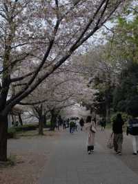 จุดชมซากุระปราสาทโอซาก้า(Osaka Castle) 