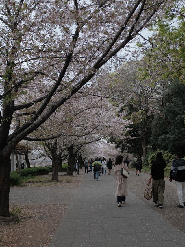จุดชมซากุระปราสาทโอซาก้า(Osaka Castle) 