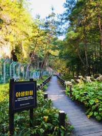 A Breath of Fresh Air at Jangtaesan Natural Recreational Forest
