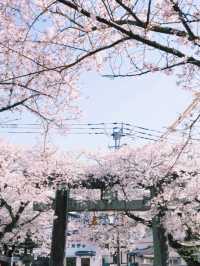 Spring Exchange Adventure | Sakura in Kyushu, Nature’s Best! 🌸