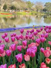 🌸 Travel Highlights: Tulip Fields & Scenic Parks in Japan 🌸