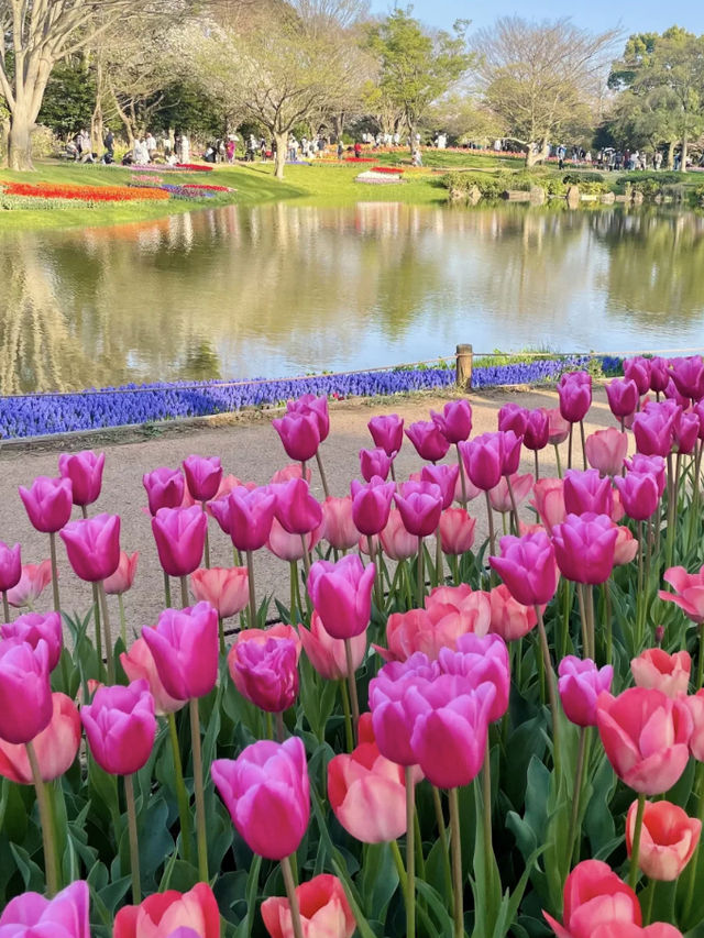 🌸 Travel Highlights: Tulip Fields & Scenic Parks in Japan 🌸