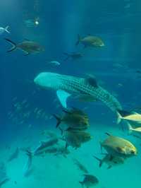 Love aquatic creatures? Osaka Kaiyukan is a must visit