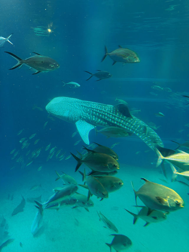 Love aquatic creatures? Osaka Kaiyukan is a must visit