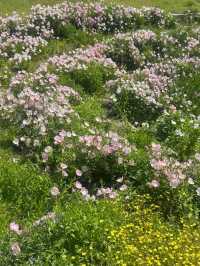 🌿 Hidden Gem in Beijing | Jiu Jing Zhuang Evening Primrose Paints Early Summer’s Soft Dream 🌸