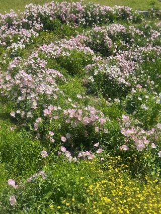 🌿 Hidden Gem in Beijing | Jiu Jing Zhuang Evening Primrose Paints Early Summer’s Soft Dream 🌸