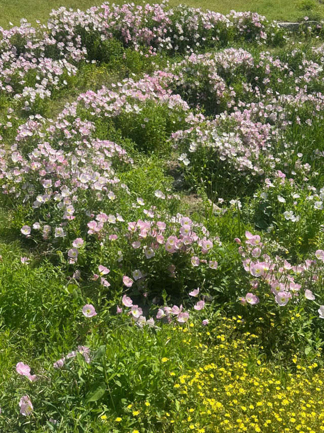 🌿 Hidden Gem in Beijing | Jiu Jing Zhuang Evening Primrose Paints Early Summer’s Soft Dream 🌸