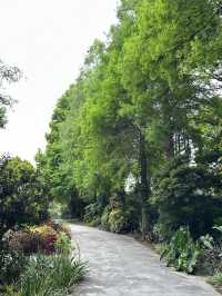 菁芳園 落羽松景觀餐廳