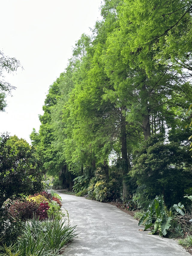 菁芳園 落羽松景觀餐廳