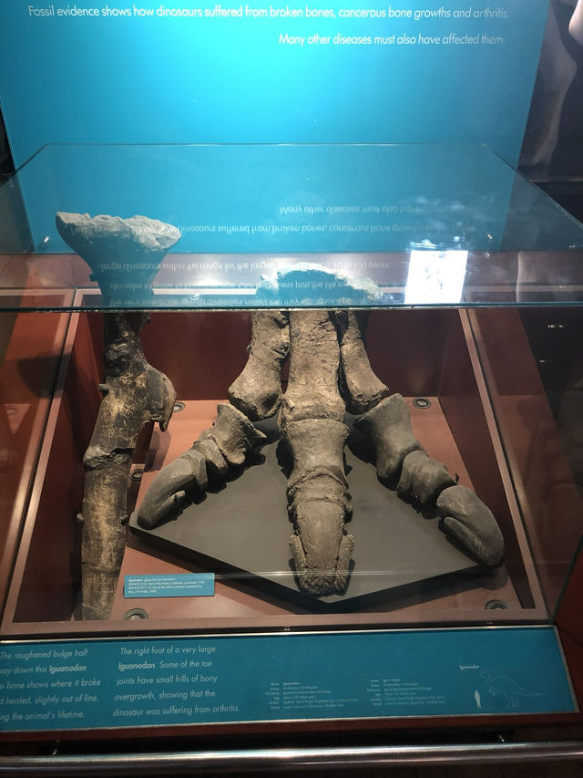 【倫敦必訪🌍自然歷史迷的天堂！自然歷史博物館體驗心得🦖🧬】