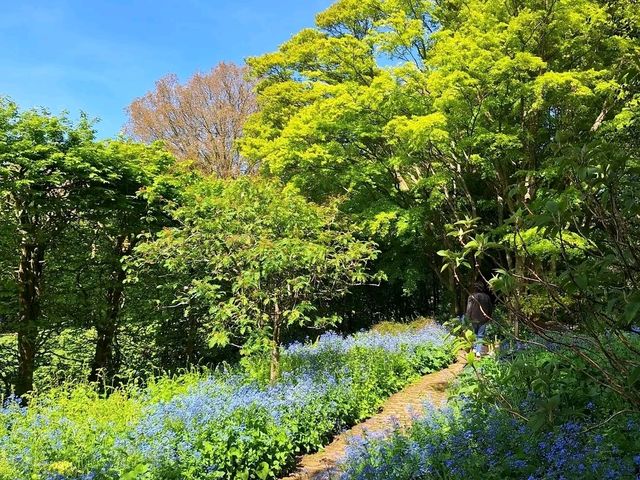 Wandering Through Living Art – My Day at Hidcote Manor Garden
