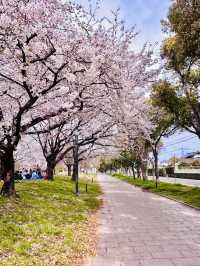Spring’s Gentle Embrace in the Heart of Saga