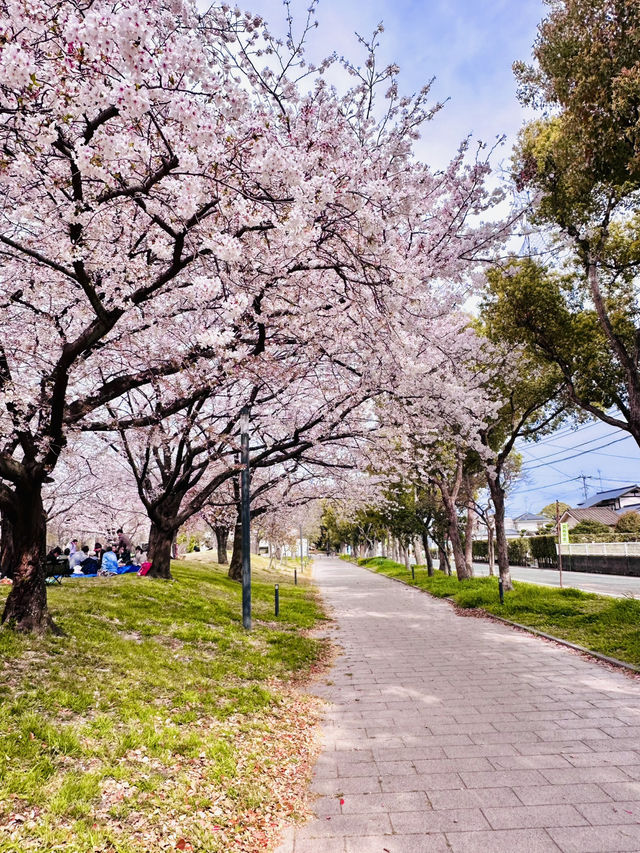 Spring’s Gentle Embrace in the Heart of Saga