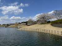 🌸【春日花季攻略】國營常陸海濱公園｜錯過粉蝶花也不怕，鬱金香、櫻花、童話風車一次收服你的鏡頭！