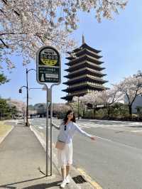 Gyeongju’s Picture-Perfect Spot – Cherry Blossoms & Jungdo Tower in One Frame