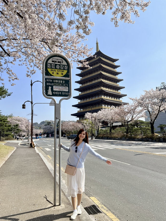 Gyeongju’s Picture-Perfect Spot – Cherry Blossoms & Jungdo Tower in One Frame