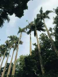 台北｜植物園繡球花季｜城市綠洲的夢幻花語