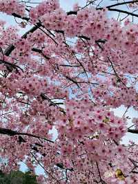 Shuzenji – A Peaceful Escape into Traditional Japan